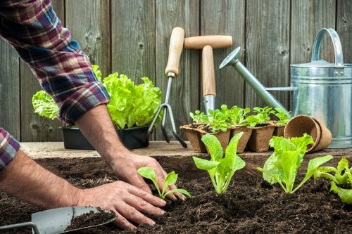 A gardener's hands planting young green lettuce seedlings into rich, dark soil within a tidy garden bed, surrounded by small garden tools including a trowel, watering can, and biodegradable plant pots. The garden area is bordered by a weathered wooden fence, with additional plants and seedlings arranged in the background. The scene is illuminated by natural daylight, suggesting a clear weather day ideal for outdoor gardening. This setting depicts a typical residential garden in Putney, showcasing active planting that complements professional gardening and landscaping services offered by Landscapers Putney, emphasizing soil preparation and vegetable bed creation for outdoor spaces in southwest London.