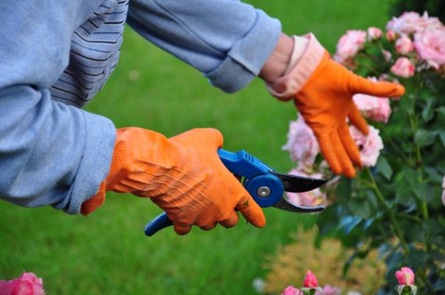 A gardener wearing orange rubber gloves is trimming a flowering shrub with pink blossoms using a pair of garden pruning shears in a well-maintained outdoor garden space. The background includes a lush, green lawn and other plants, with the image focused on the hands and the flowering bush. The scene is set during daylight, with natural light highlighting the vibrant colors of the flowers and the greenery, reflecting typical garden maintenance activities carried out by professional landscapers in Putney, ensuring a neat and healthy outdoor environment.