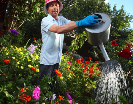 A gardener in a light blue shirt, wearing blue gardening gloves and a red hat, is watering a lush, colourful garden using a black watering can. The garden features a variety of flowering plants including red, pink, purple, and yellow blooms, with a dense green hedge in the background. The lawn area appears well-maintained with vibrant green grass, and the scene is lit by natural daylight, suggesting a clear weather day. Behind the gardener, there are trees and shrubs providing a natural backdrop, creating a tranquil outdoor environment typical of a suburban garden in Putney. This outdoor space showcases a mix of flowering plants, healthy foliage, and tidy plant borders, highlighting aspects of professional gardening and landscaping care that Landscapers Putney offers for local residents' garden maintenance and improvement projects.