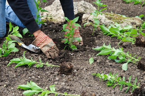 A gardener wearing gloves and a dark long-sleeved top is planting young shrubbery in a well-maintained flower bed in a garden. The flower bed is edged with large, light-coloured rocks and contains rich, dark soil. Several small, leafy green plants are already established in the bed, with some freshly planted seedlings being carefully positioned by hand. In the background, the surrounding outdoor space features a mixture of grass, paving, and additional planting areas, indicating a landscaped garden likely maintained by professional landscapers such as Landscapers Putney. The garden appears to be outdoors on a clear day with soft, natural lighting. The scene emphasizes careful planting and garden design, supporting a variety of garden and landscaping services focused on creating attractive, functional outdoor spaces in Putney and surrounding areas.