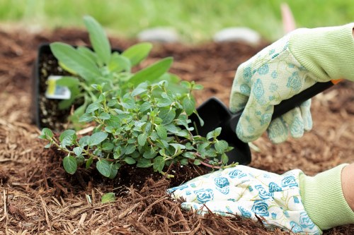 A close-up view of a gardener's hands wearing patterned gardening gloves, planting a small shrub with green oval leaves into prepared soil in a landscaped garden. The shrub is surrounded by loose, rich brown mulch or soil, and a black plastic plant pot is visible nearby. The garden background features a neatly maintained lawn with vibrant green grass, and the scene is outdoors in natural daylight, suggesting a pleasant weather condition. The setup indicates a professional gardening service, such as Landscapers Putney, involved in shrub planting and garden care, with the setting likely part of a residential garden in Putney or a similar London area. The overall scene emphasizes careful planting and garden maintenance, framed by natural elements and thoughtful garden design suitable for outdoor landscaping services.