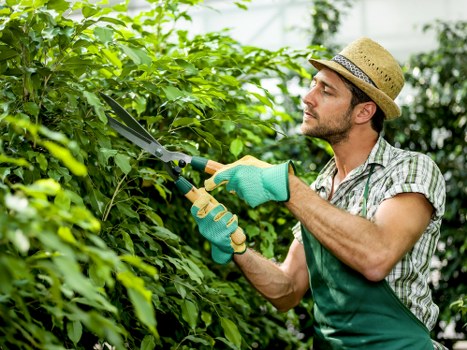 A man wearing a straw hat, light checked shirt, and gardening gloves is trimming a dense hedge with long-handled garden shears in a well-maintained garden. The hedge consists of vibrant green foliage, and behind it, there are additional shrubs and trees, suggesting a lush outdoor space typical of a residential garden in the Putney area. The garden features a mix of lush grass and well-kept shrub borders, with the background showing a soft natural light indicating a mild weather day. The scene is set within an outdoor landscaped yard, emphasizing careful pruning and garden maintenance, which aligns with gardening and landscaping services provided by Landscapers Putney. The image highlights the importance of regular hedge trimming as part of garden upkeep, demonstrating a professional approach to outdoor garden care in London’s Putney district.