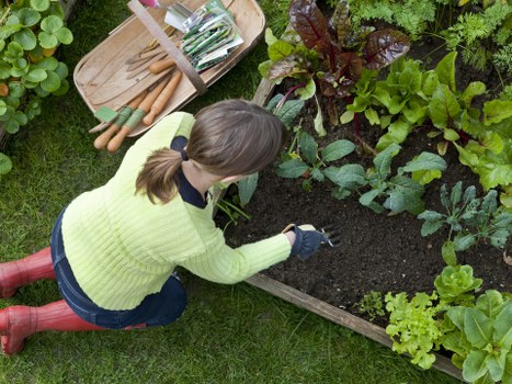 A woman with light brown hair tied back, dressed in a lime green sweater, dark jeans, red waterproof boots, and black gardening gloves, is kneeling on a well-maintained lawn in a garden. She is tending to a raised flower bed constructed from wooden panels, which contains a variety of leafy green plants and small shrubs. The garden features a dense border of green foliage, including broad-leaved plants, and the soil in the flower bed appears freshly turned. In the background, there are additional garden plants and possibly some gardening tools or supplies partially visible. The scene is outdoors on a bright, clear day, with natural sunlight illuminating the vibrant green hues of the plants and grass, evoking a well-maintained and inviting garden space typical of properties in Putney. Landscapers Putney offers gardening services that include plant care, lawn maintenance, and garden design suitable for residential outdoor areas in southwest London.
