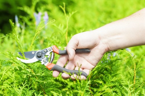 A close-up of a person's hand using hedge shears to prune or trim dense green foliage in a garden with a variety of shrubs and plants. The garden features lush, healthy foliage and is situated outdoors in natural daylight, possibly during spring or summer. The background includes more green plants and hints of purple flowers, with a naturalistic, well-maintained lawn or garden bed. The scene highlights outdoor garden maintenance work, reflecting professional gardening services provided in Putney and surrounding areas. The garden surface includes soil, grass, and neatly trimmed hedge lines, with a focus on the texture and vibrant green tones of the plant leaves. The weather appears clear with bright natural light, creating crisp shadows and enhancing the natural colors of the garden elements. This image is suitable for supporting content related to lawn care, hedge trimming, or general gardening services offered by Landscapers Putney, emphasizing their expertise in maintaining lush, healthy outdoor spaces in southwest London.