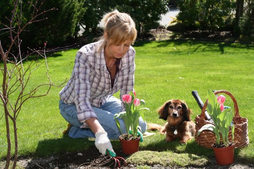A woman wearing a checkered shirt and light blue jeans is kneeling on a neatly maintained green lawn, planting blooming pink tulips in a small terracotta pot. She is wearing gardening gloves and carefully placing the plants into the soil, with her focused attention on her task. To her right, a small brown and white puppy rests on the grass, attentively watching her work. Surrounding her are additional gardening essentials, including a woven basket filled with more tulips, and two matching potted tulip plants positioned on either side of her. The garden features a lush, vibrant lawn with a border of shrubbery and trees in the background, indicating a well-tended outdoor space in a suburban area. The scene is illuminated by natural daylight with a clear sky, suggesting a calm and pleasant day suitable for gardening activities. This setting exemplifies typical garden maintenance and planting tasks undertaken by local landscapers and gardening enthusiasts in Putney or nearby areas.